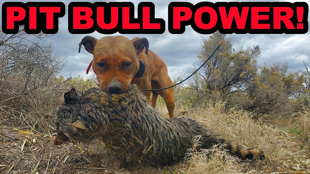 Bindi The Beast!