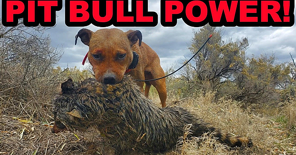 Bindi The Beast!
