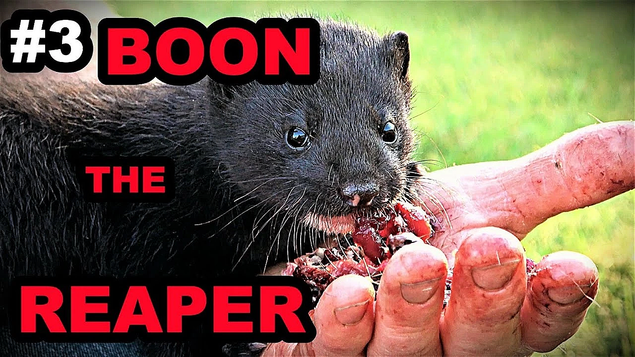 #3 Baby Boon: Basic Training Begins.