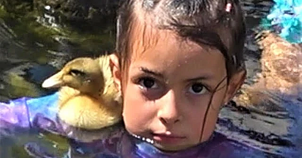 Ping The Duckling