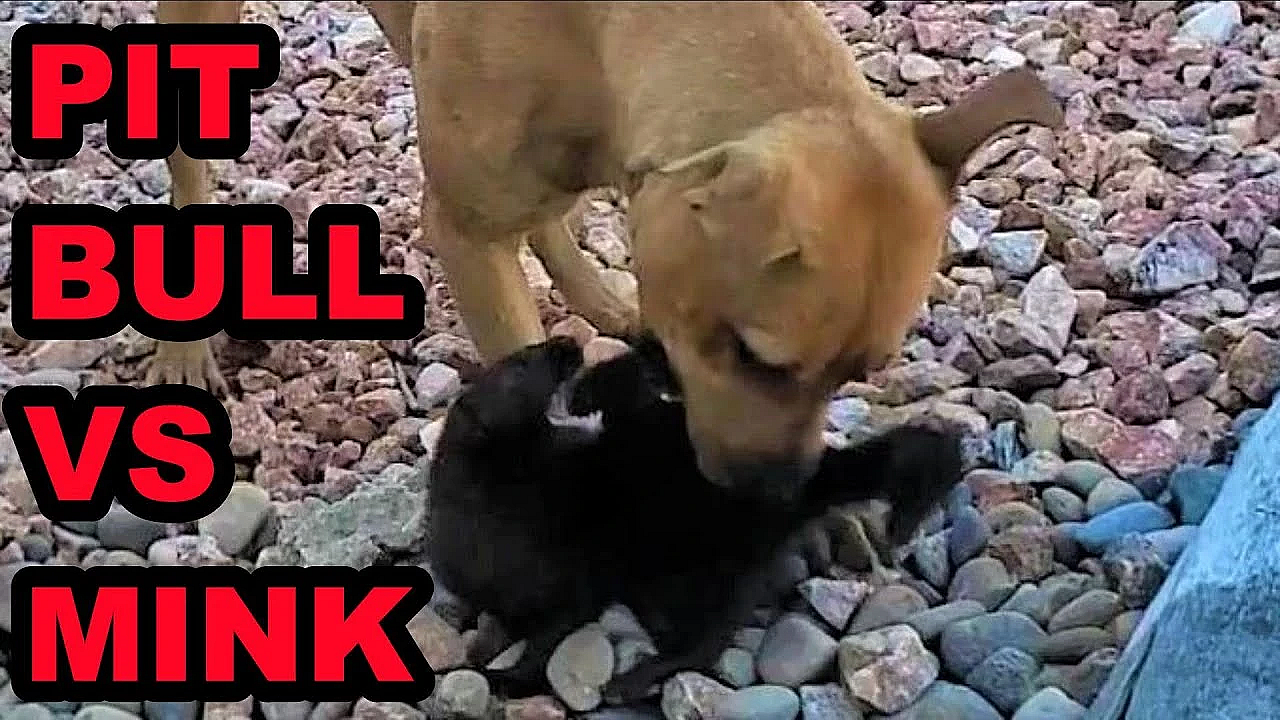 Pit Bull Playing With Mink!