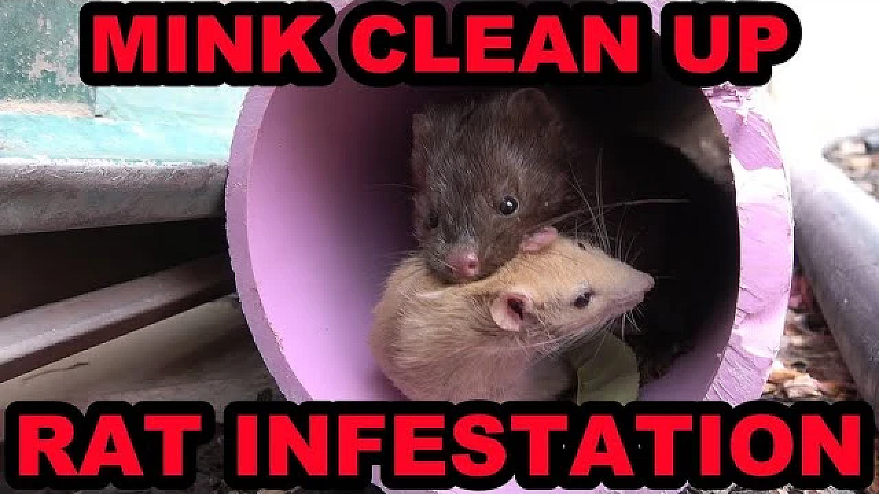 Poison Free Rat Control With Mink.