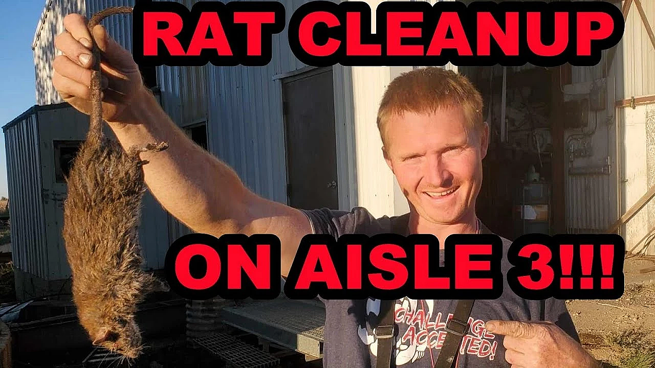 Back Breaking Labor To Eradicate Giant Rats.