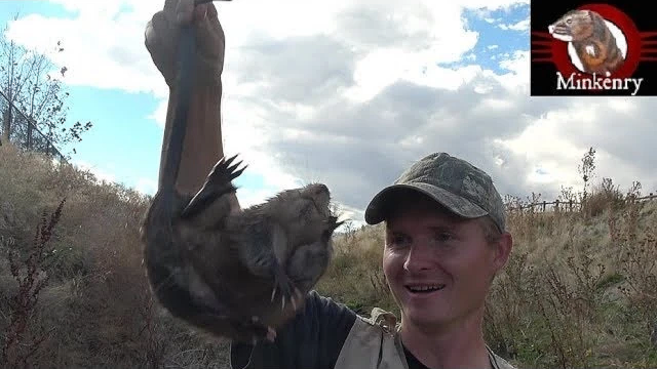 First Ever Footage Of 2 Mink Tag-teaming A Muskrat!!!