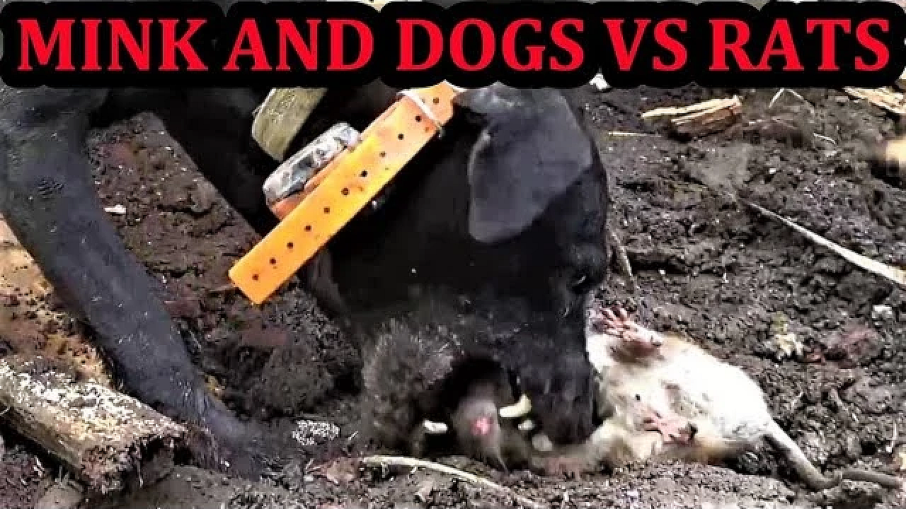 Rubbish Rat Eradication With Mink And Dogs.