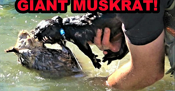 Boon Catches Record Breaking Muskrat!!!