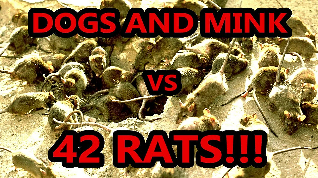 Giant Mutant Rat!!!