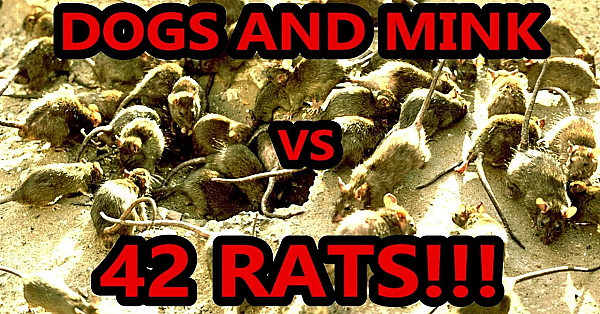 Giant Mutant Rat!!!