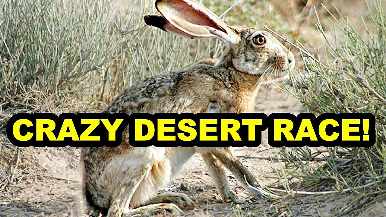 Chasing Jackrabbits With A Blind Man Driving?