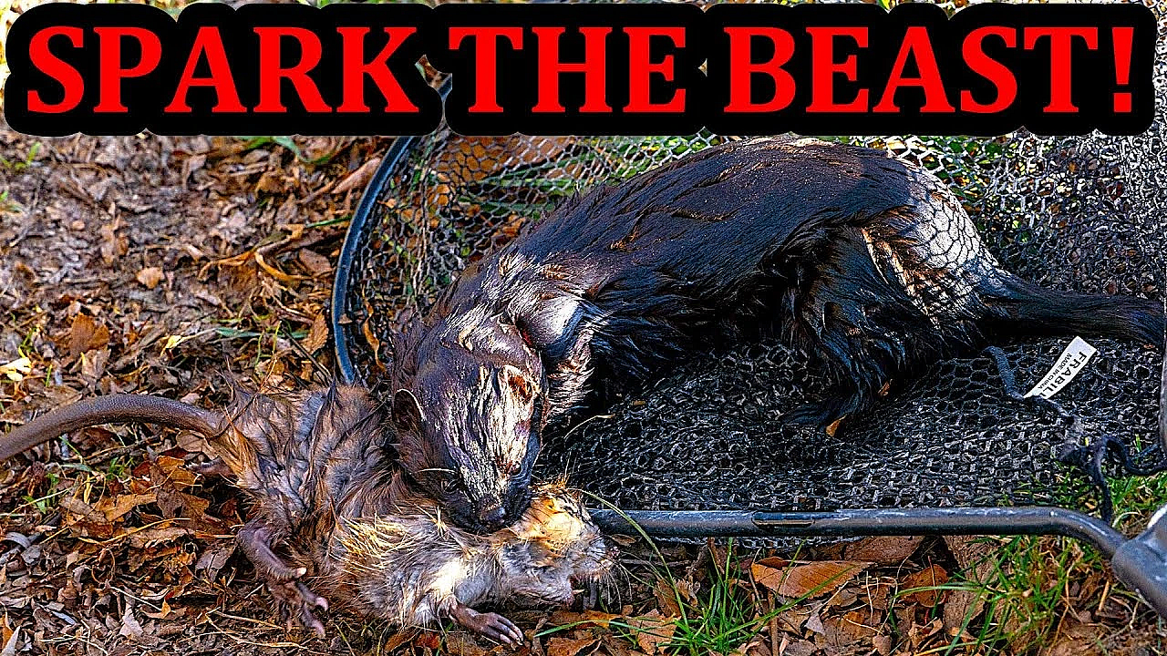 Flawless Little Muskrat Hunt With Spark