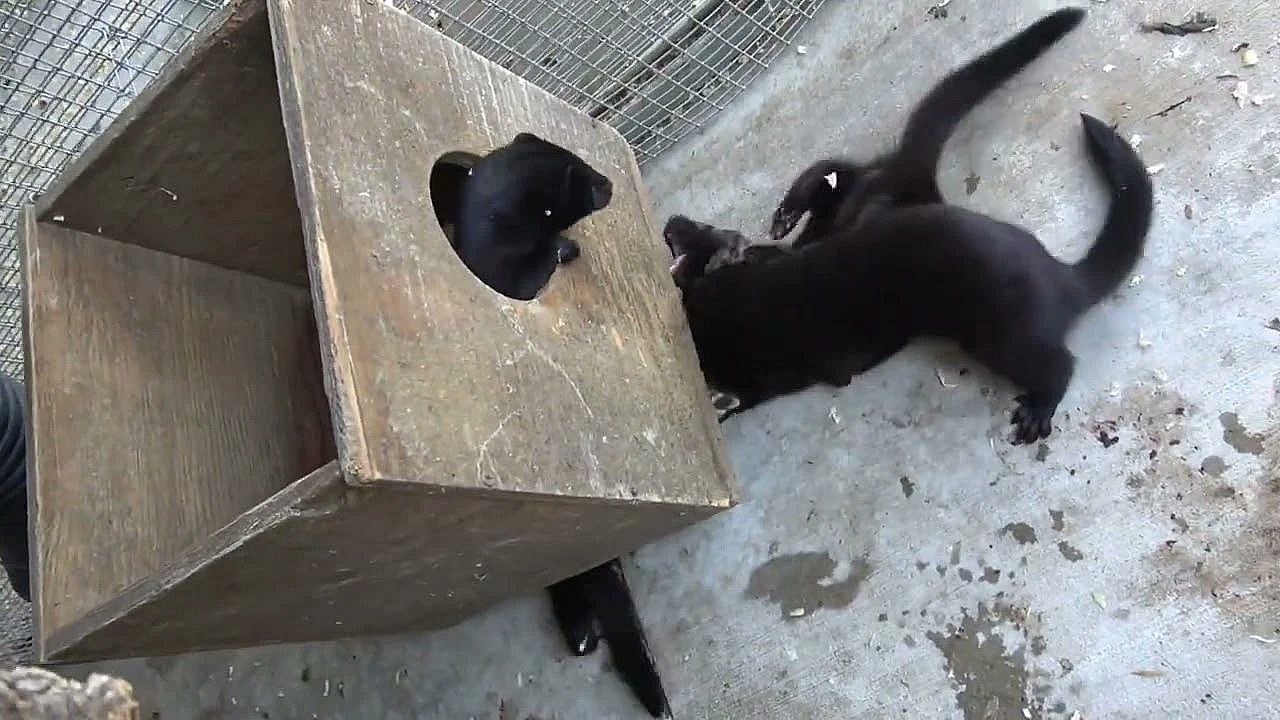 New Baby Mink On Minkland!