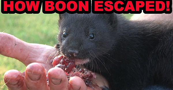 We Found Out How Boon Escaped! Plus Minkland Tour.