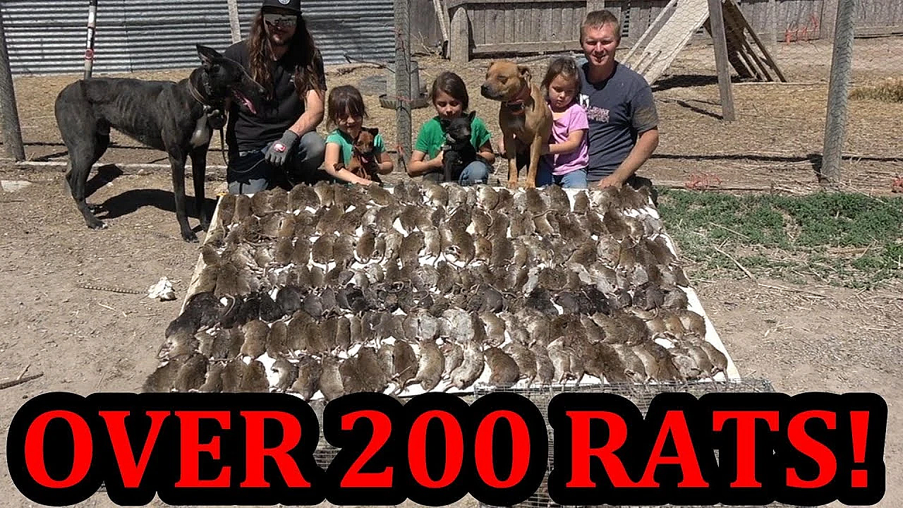 Over 200 Rats In One Day!!!