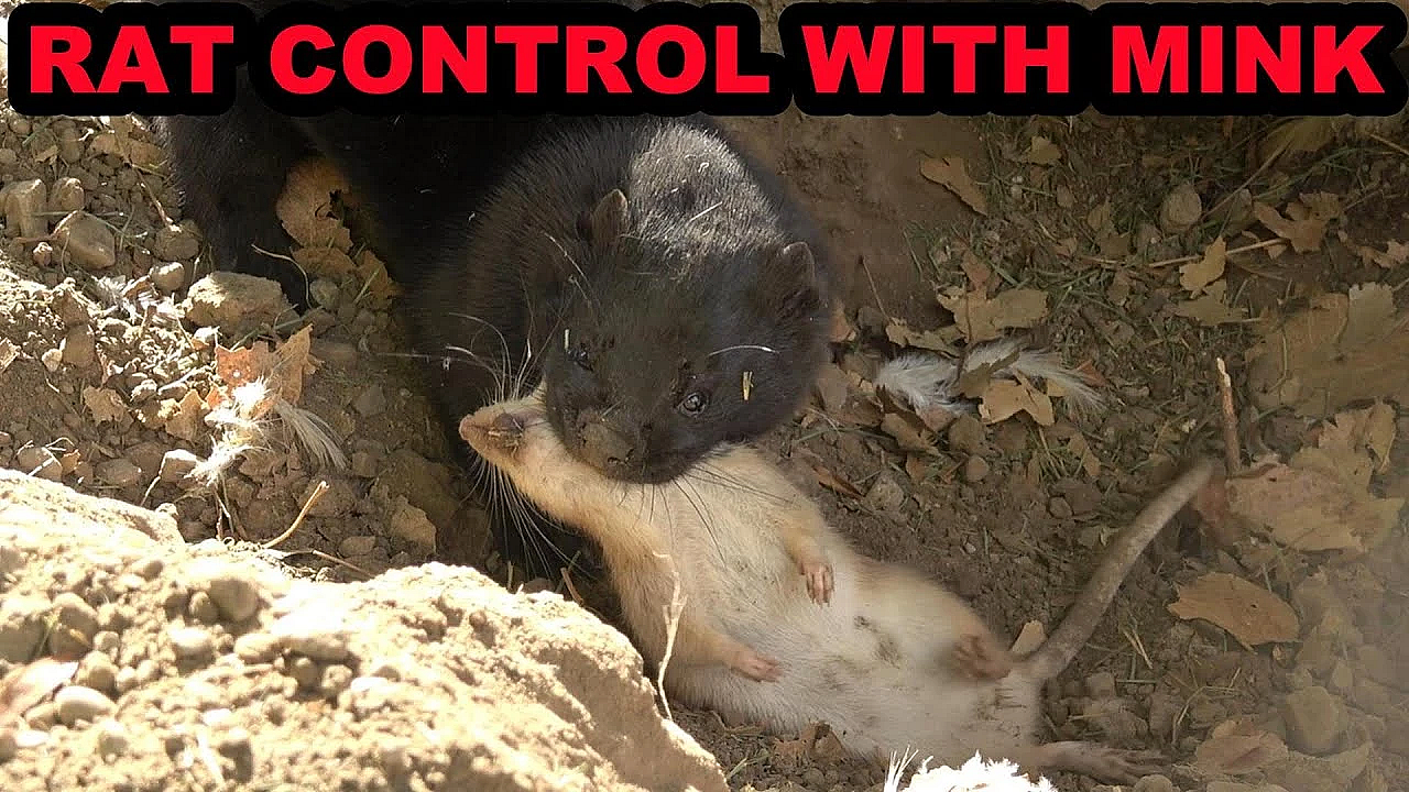 A Pile Of Rats In An Immaculately Clean Yard.