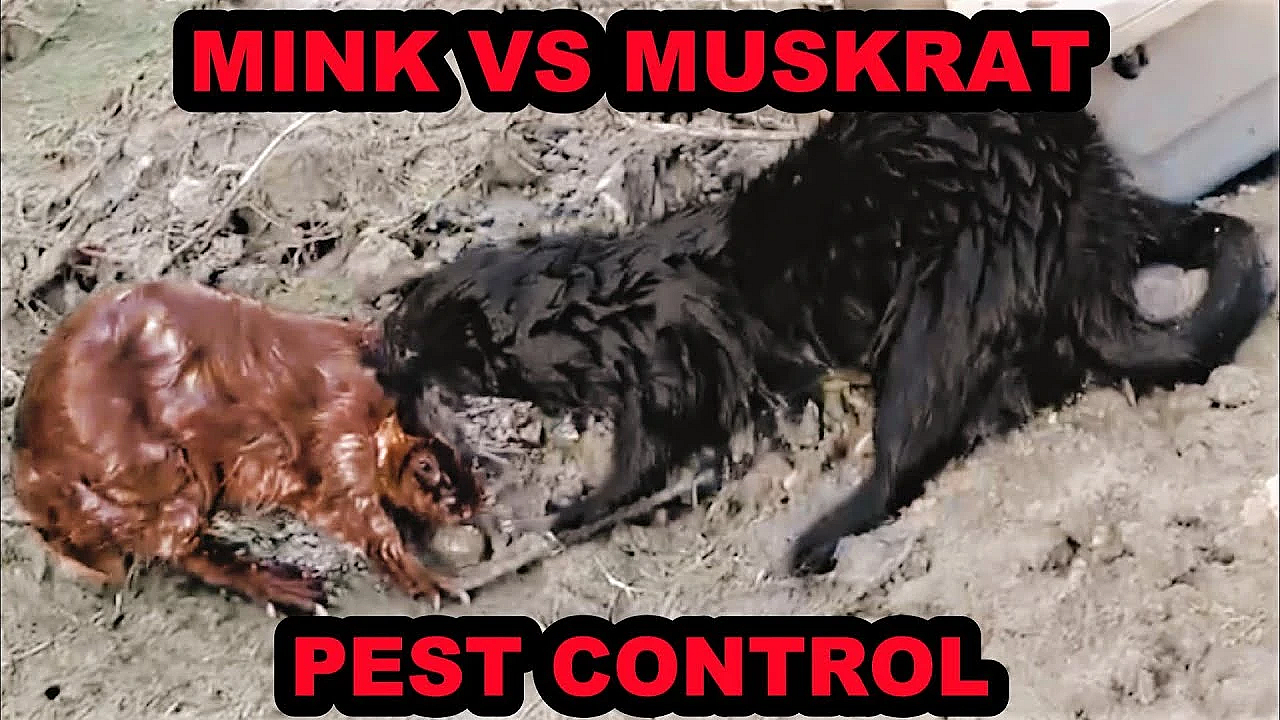 Mink And Dogs Catching Muskrats On The Canal.