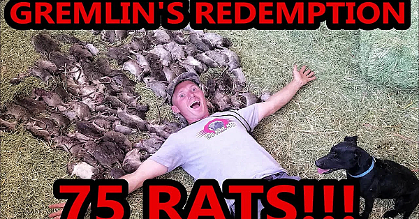 Gremlin's Redemption- 75 Rats!!!!