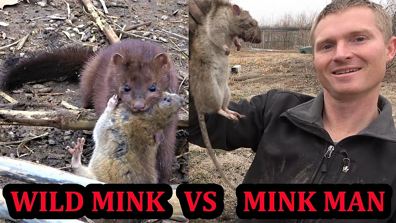 Did A Wild Mink Beat The Mink Man???