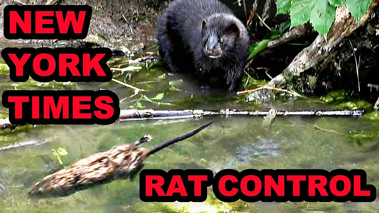 Catching Rats With The New York Times!