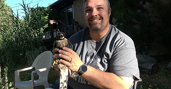 Catching A Hawk For Falconry!