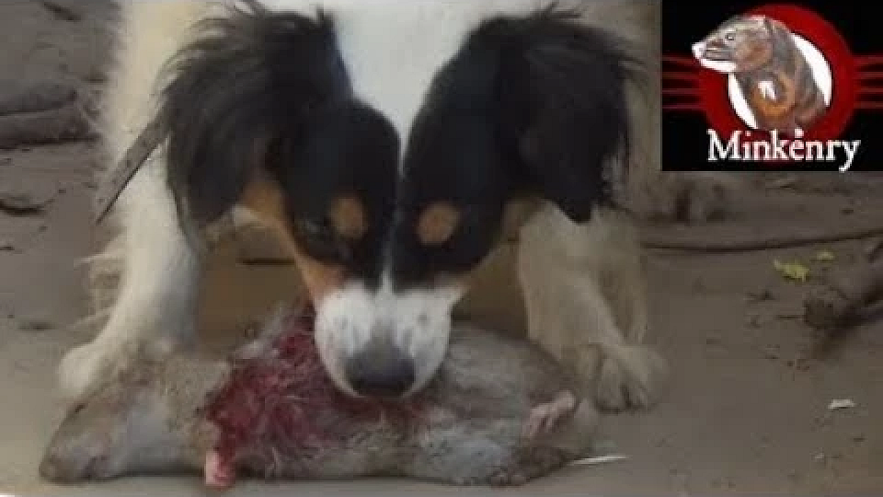 Mink And Dog Cleanup Backyard Rats Part 2