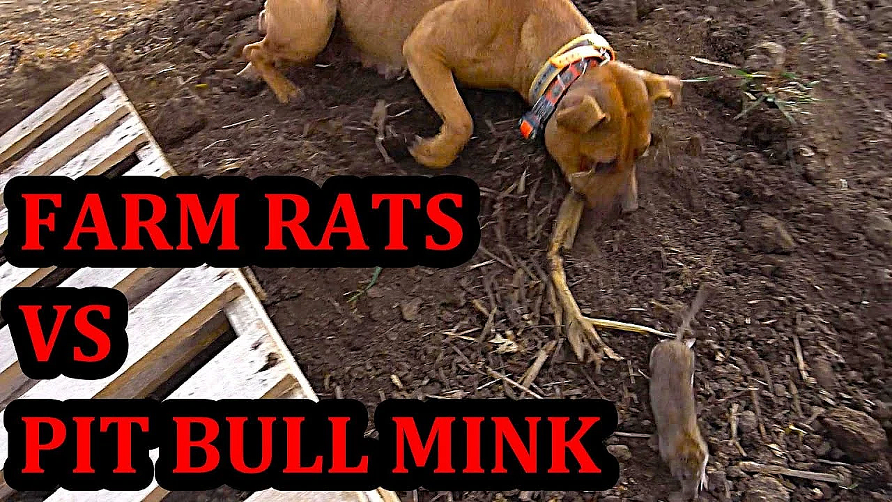 Ratting At A New Farm!