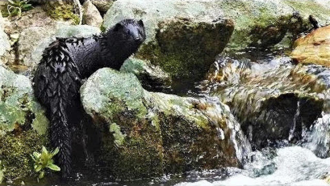 A Stroll Up Stream With A Mink