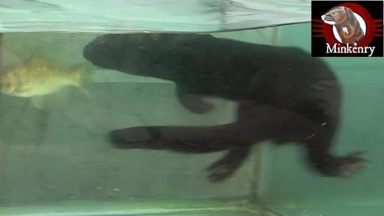 Baby Mink Rose Catching Live Fish!