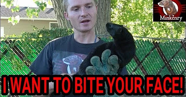 Mink Handling 101