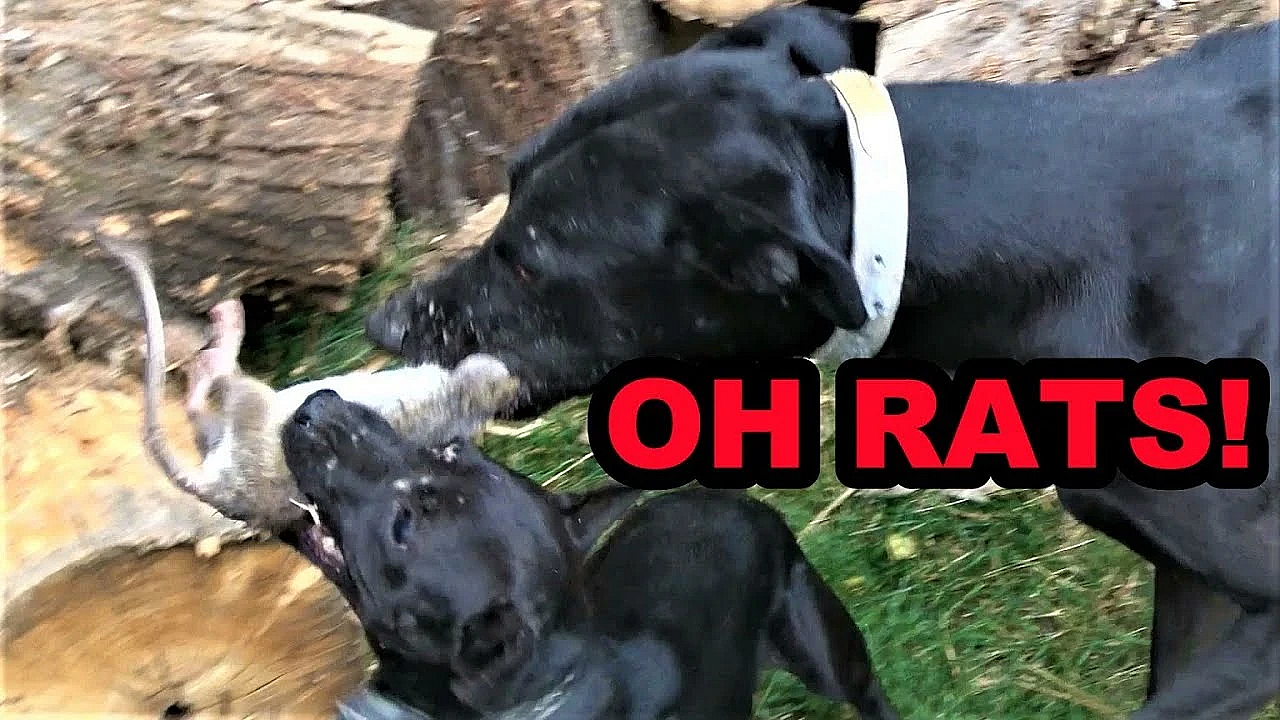 The Rat Next Door.