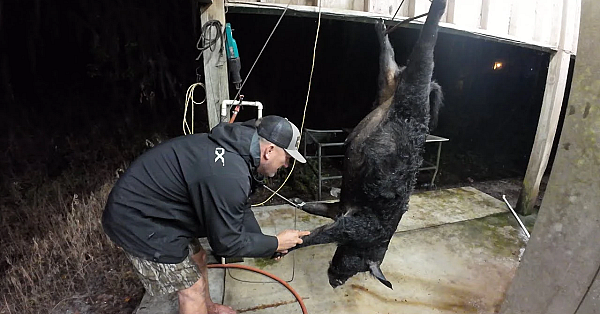 How To Cape A Big Boar Hog!