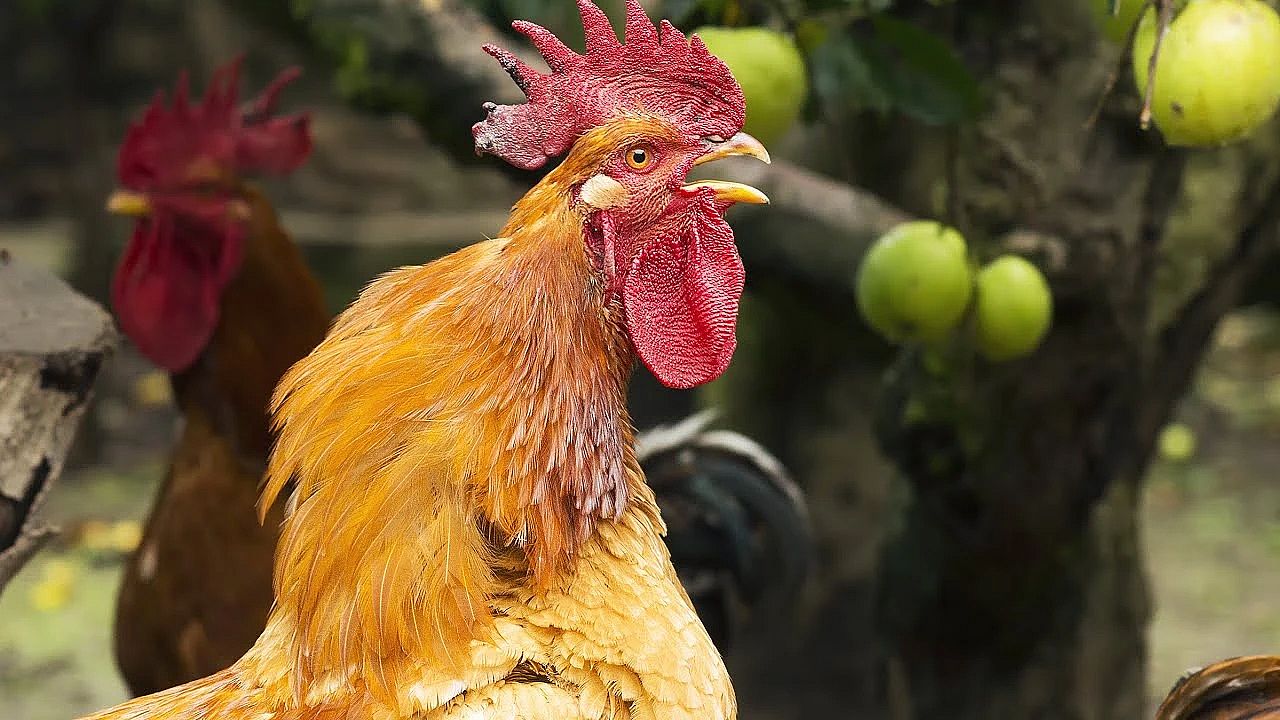 Wild Chicken {catch Clean Cook} Bush Meat On Deserted Island!