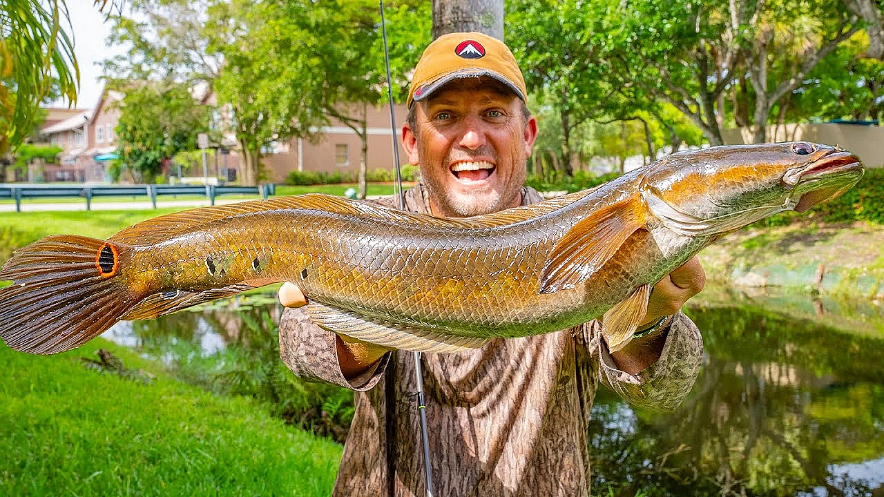 The Best Fresh Water Fish In The World! {catch Clean Cook} Fishing Urban Creeks