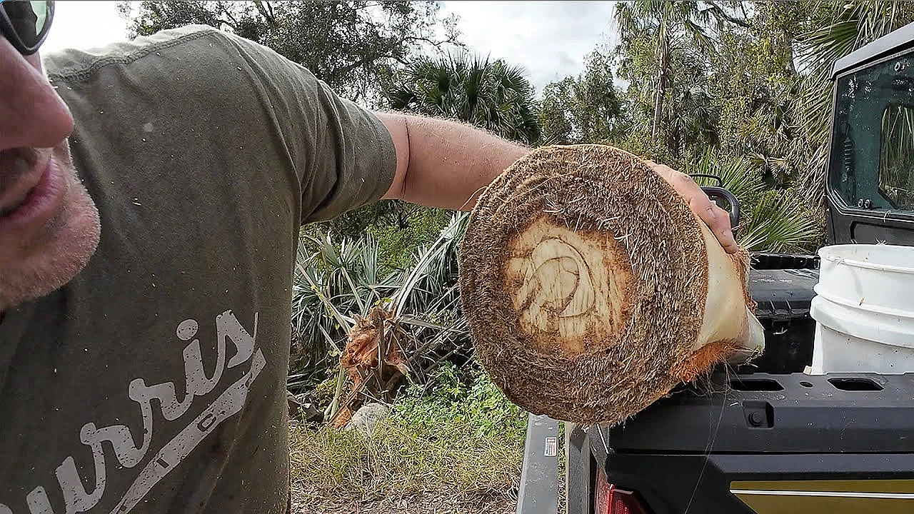 Swamp Cabbage! How To Eat The Inside Of A Palm Tree With Wild Pigeons!