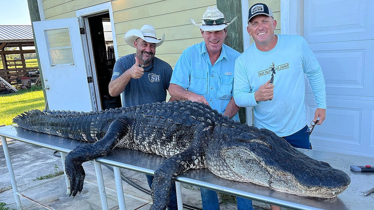 How To Clean A Gator {interesting Alligator Facts}