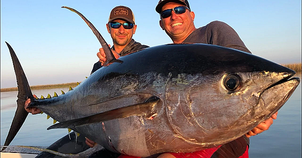 Massive Yellowfin Tuna Vs Big Blackfin Tuna {catch Clean Cook} Blind Taste Test!