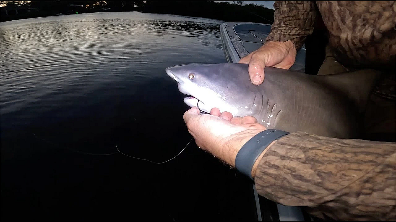 How Not To Un-hook A Bull Shark! {catch Clean Cook} This Was Sooo Goood!