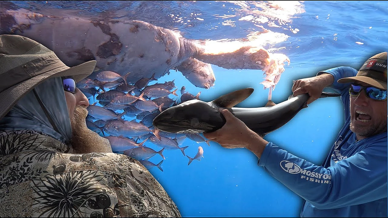 Sharks Attack A Sea Turtle {catch Clean Cook} Ft. Gabler, Survivor 43