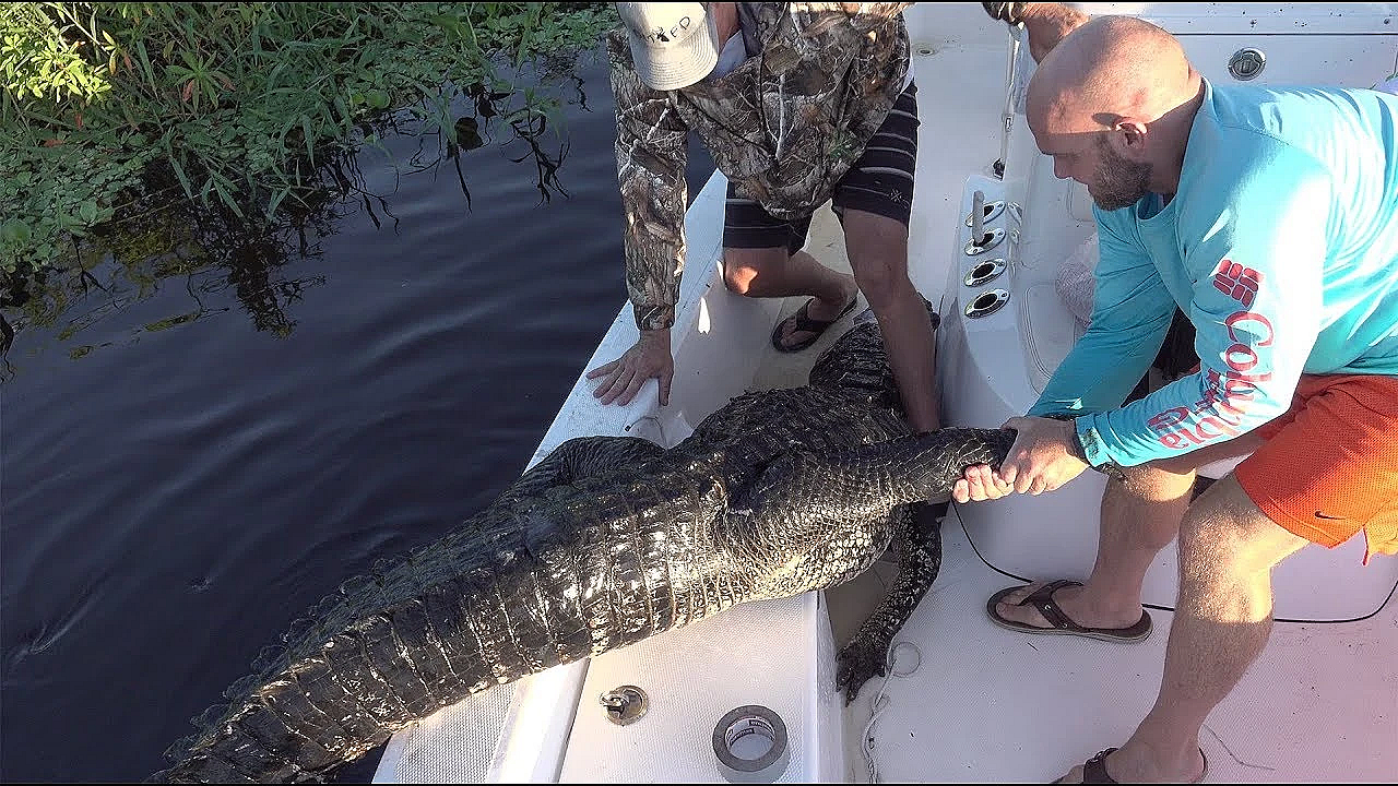 Swamp Cabbage N' Gator Tail {hurricane Survival Food} Hurricane Dorian