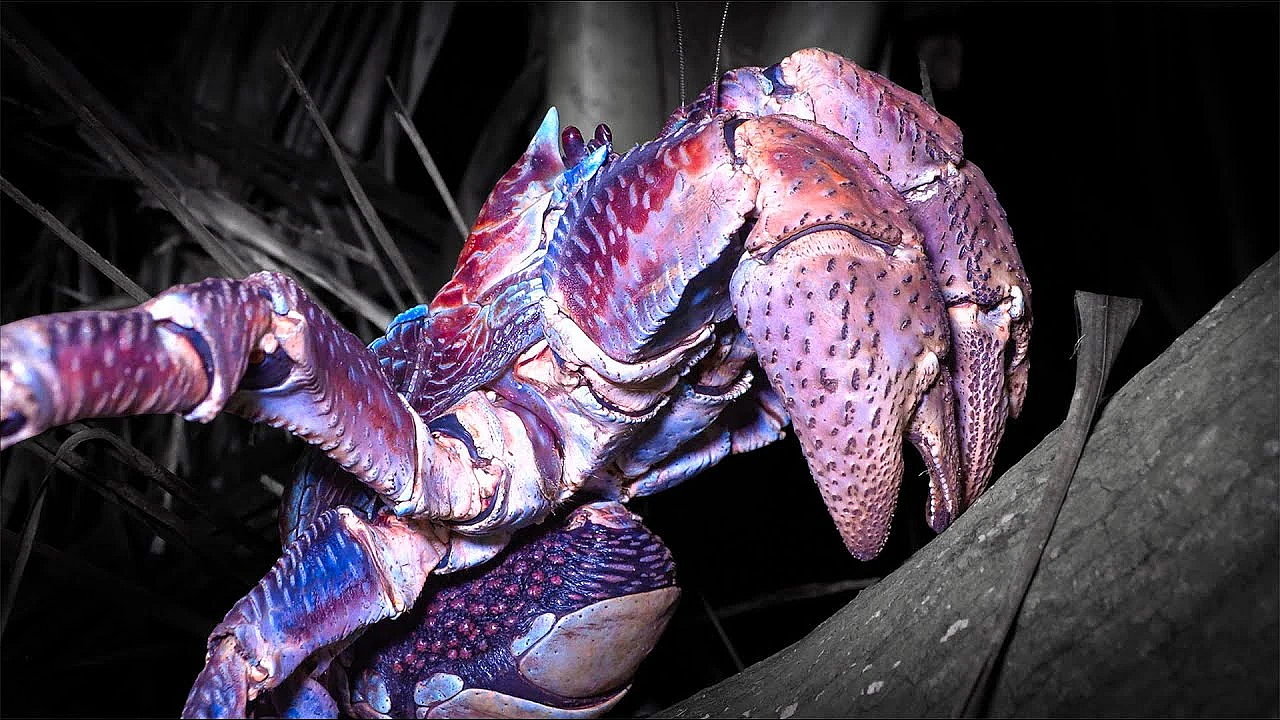 World's Largest Coconut Crab {catch Clean Cook} Asuncion Island, Cnmi