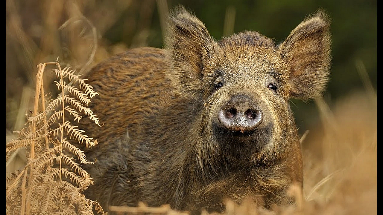 Wild Pig {catch Clean Cook} Whole Roasted Wild Boar