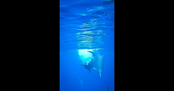 How Baby Dolphins Are Made! Wild Spinner Dolphin Mating! #shorts #neverseenbefore