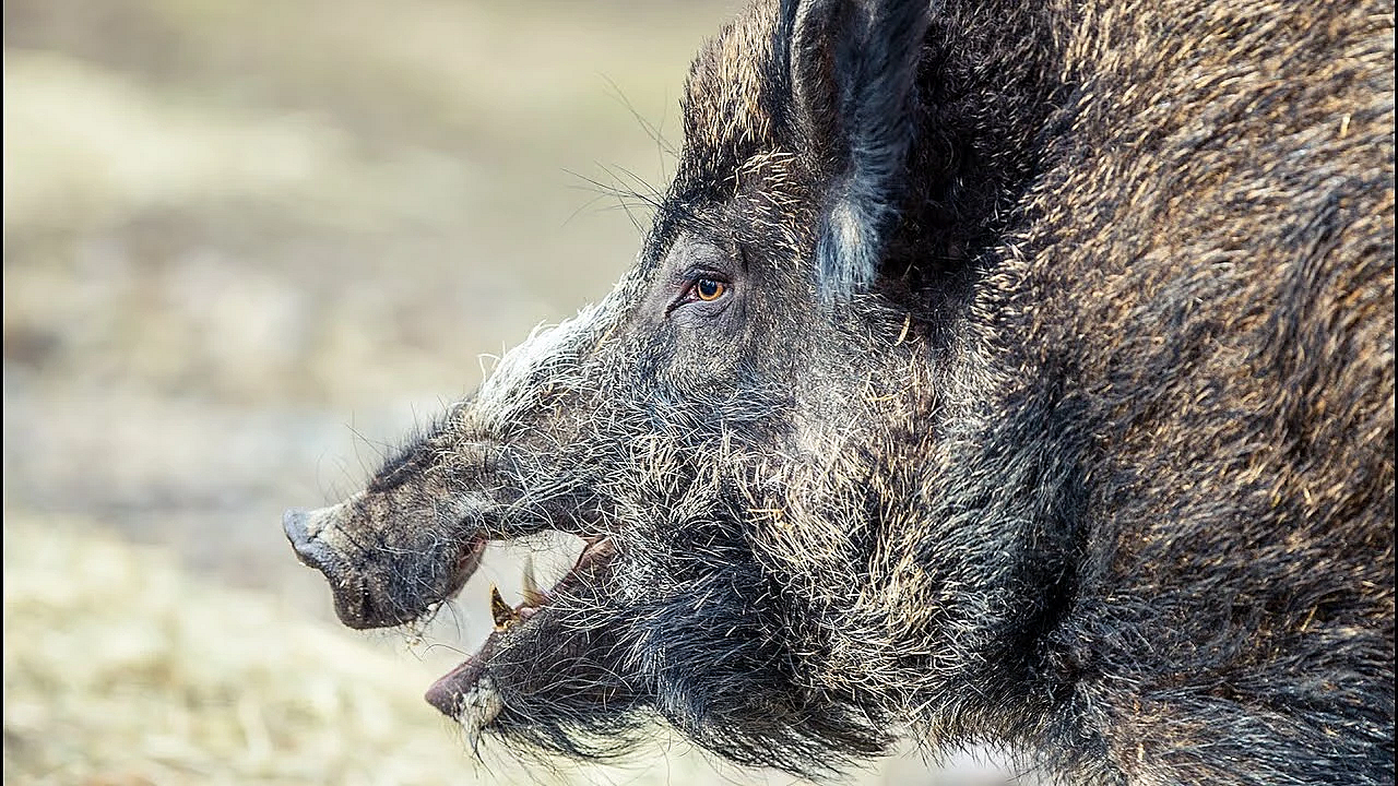 Catching Wild Boar With Orange Jello!!! {what Is The Best Bait For Massive Wild Boar}