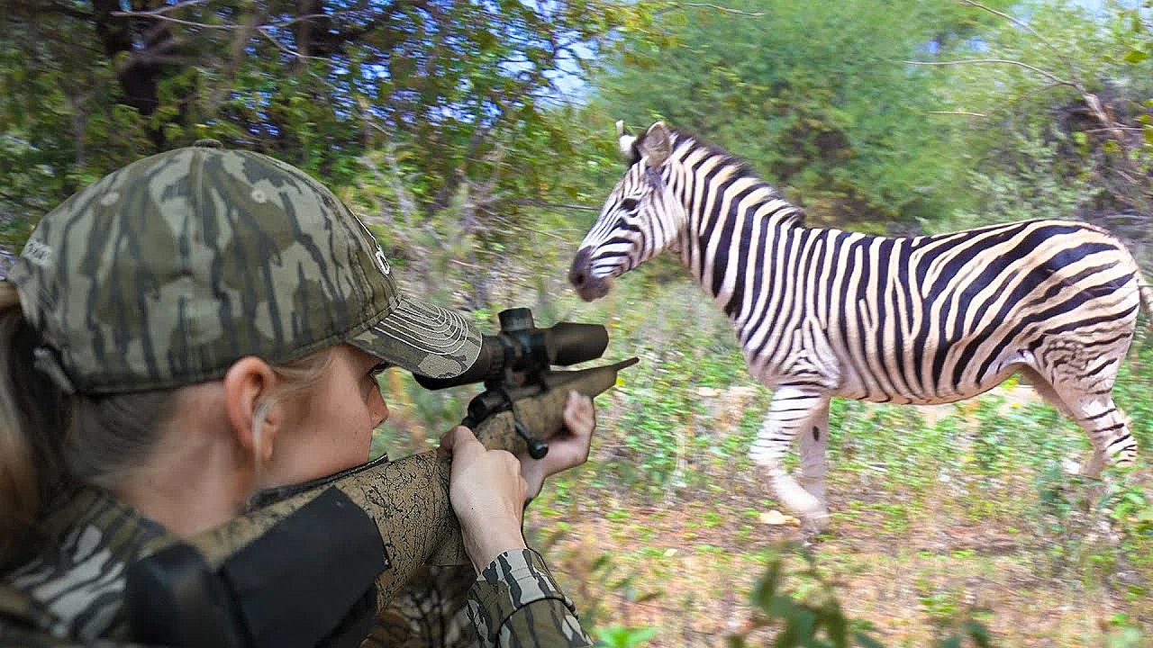 Wild African Zebra {catch Clean Cook} Hunters Are The Real Conservationist