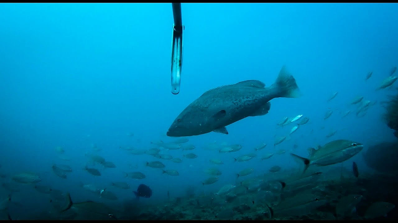 Spearfishing {catch Clean Cook} White Bread Tacos With Sambal Aioli