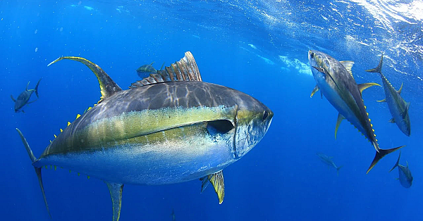 Spearing Monster Yellowfin Tuna {helping Feed Hurricane Eta Victims} Guatemala