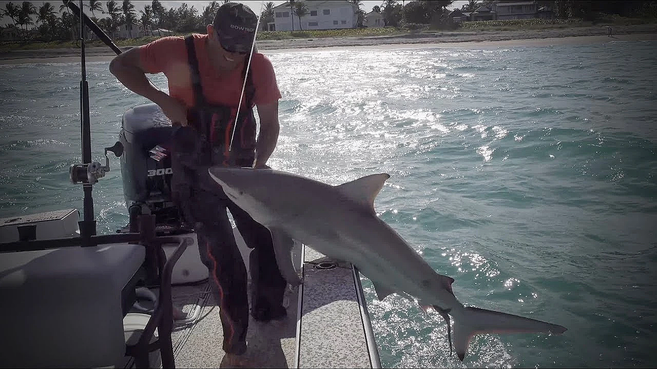 Blacktip Shark {catch Clean Cook} Juicy Shark Chops