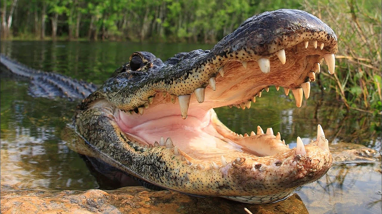 How To Catch, Skin, De-bone &amp; Process An Alligator