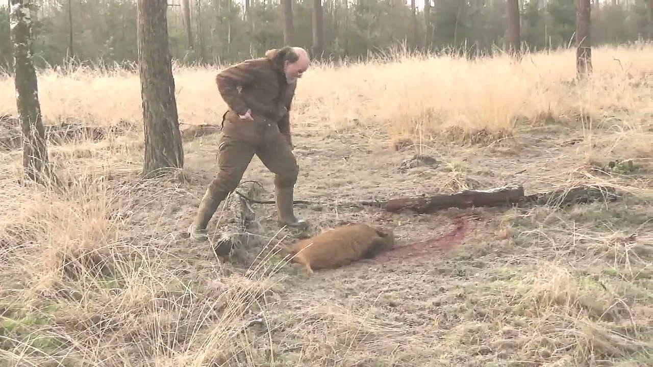 Wilde Zwijnen