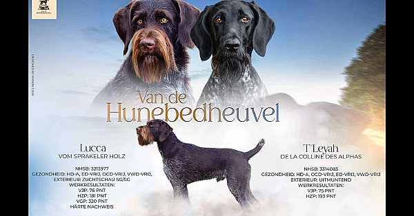 Een Nieuwe Puppy