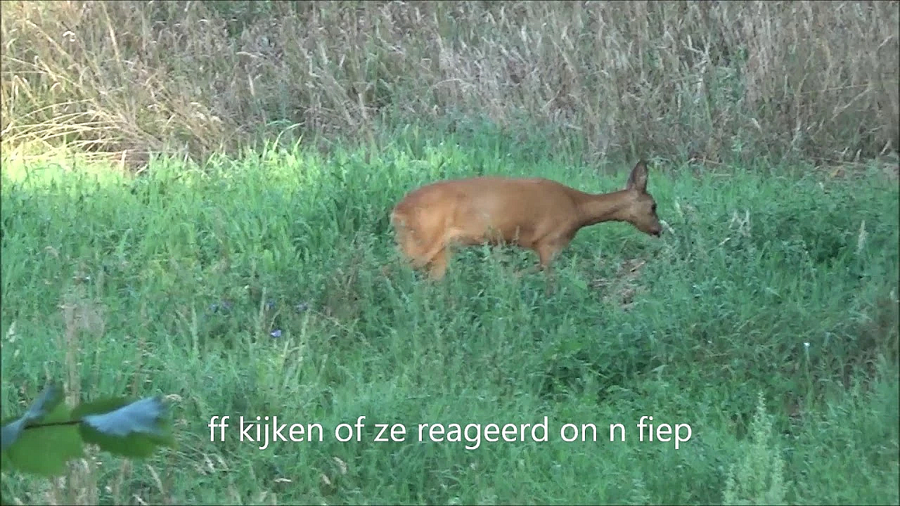 De Zonne Bloem Bok